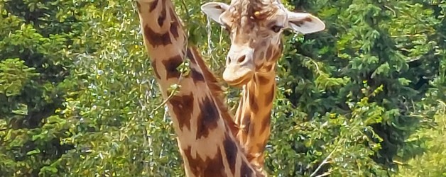 Visite du Zoo de La Bourbansais